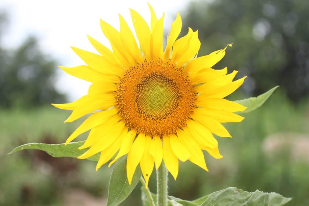 sunflower garden