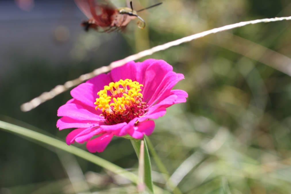 zinnia in garden