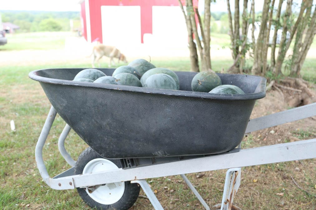 wheelbarrow watermelon