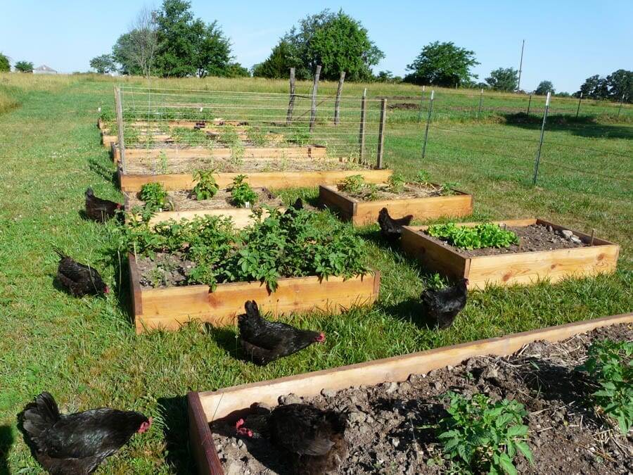 raised bed garden tips