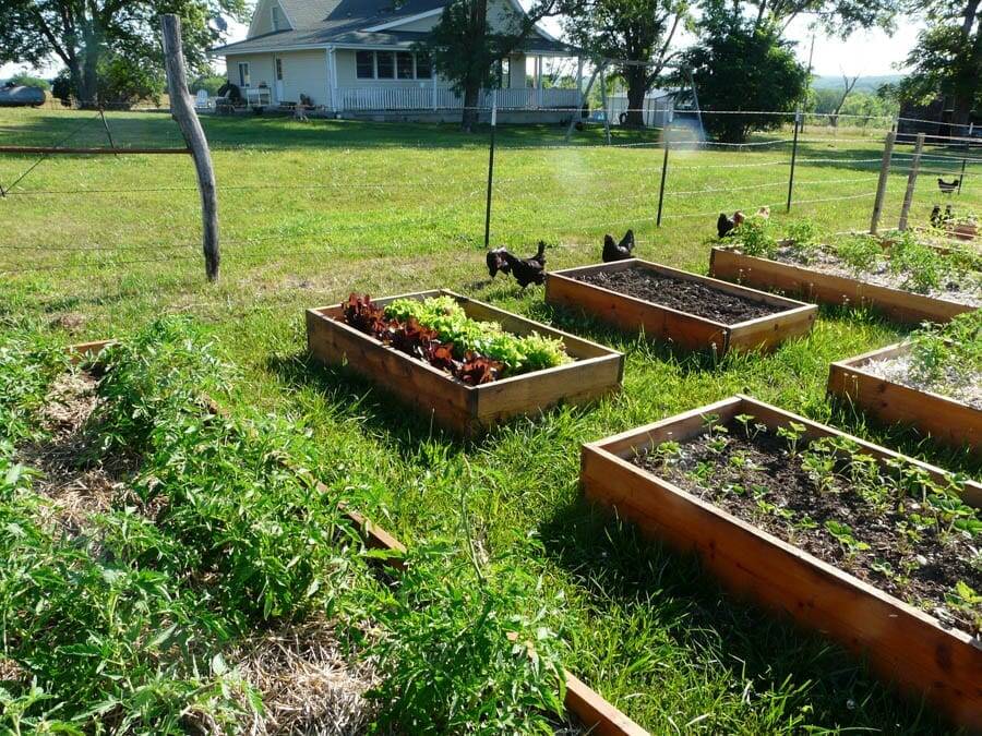 garden tips raised beds