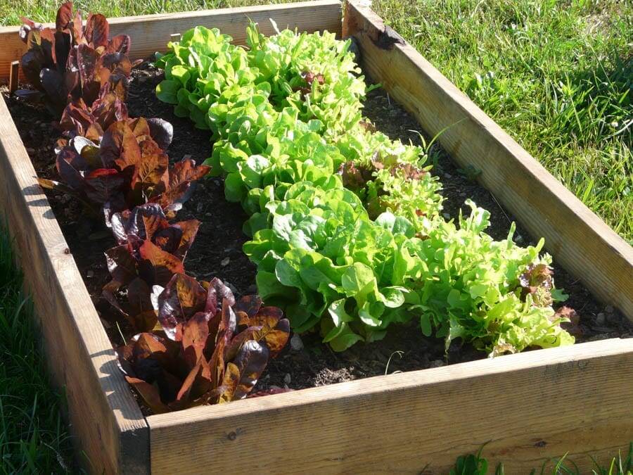 lettuce raised bed garden