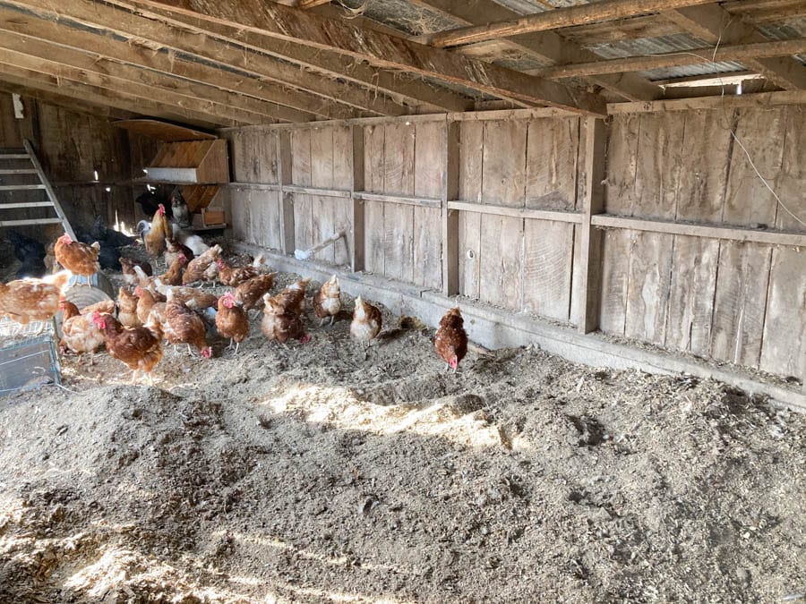 deep litter in chicken coop