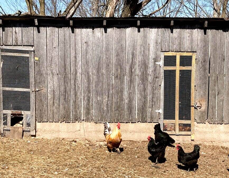 Chicken House maintenance