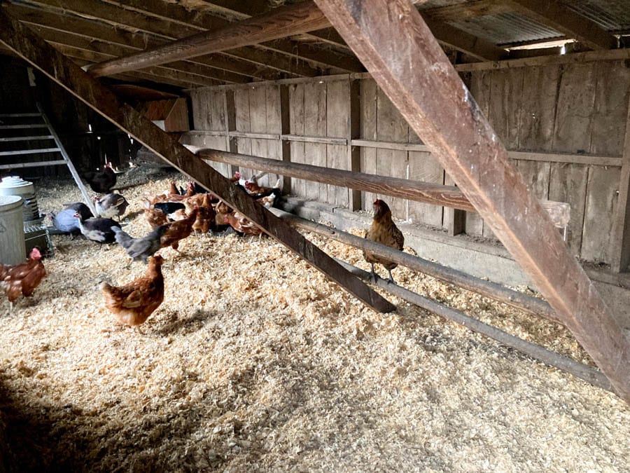 Fresh pine shavings chicken coop