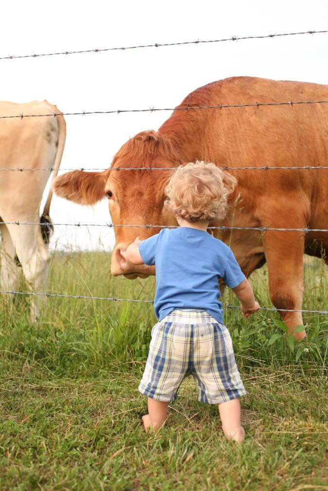 Homemade Fly Repellant Spray for Livestock