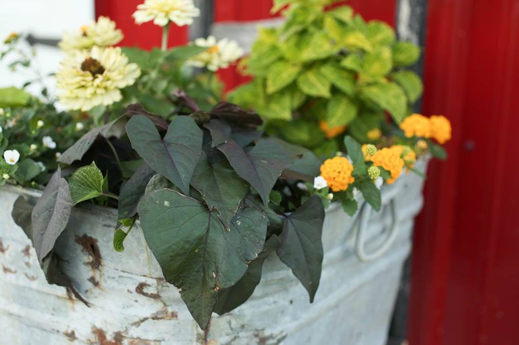 Stunning flower pot washtub