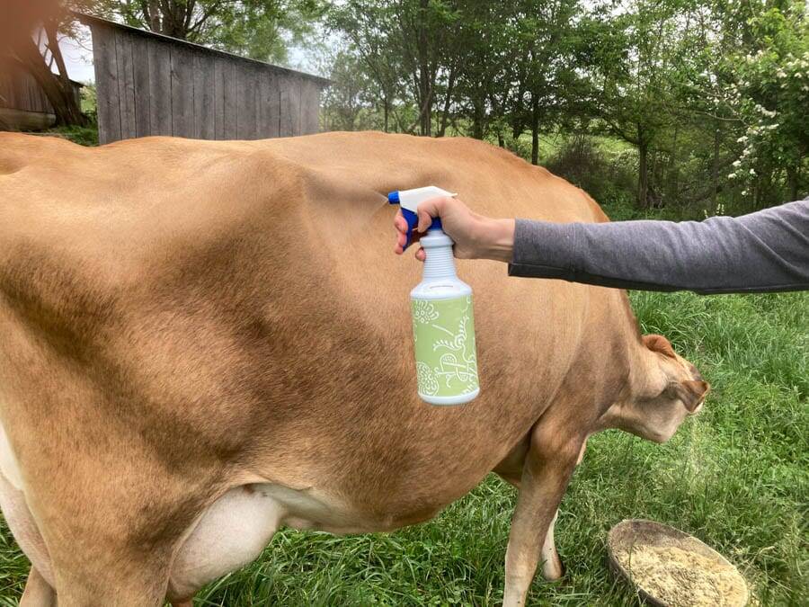 homemade fly spray