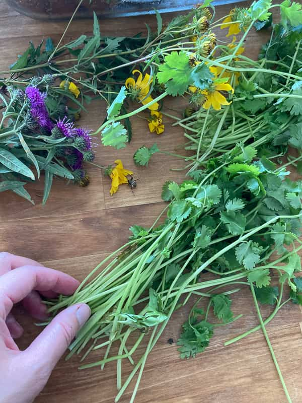 Timing is important when harvesting herbs or flowers for drying. A warm dry morning after the dew is gone is the best time to harvest your herbs or flowers.