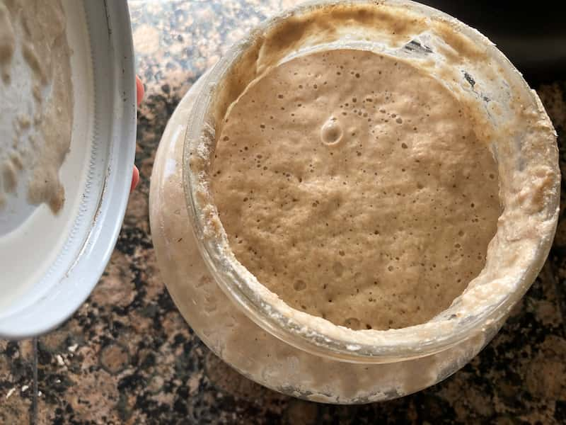 sourdough starter for sourdough dinner rolls