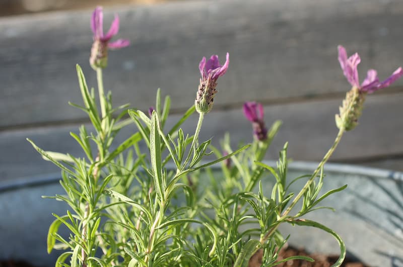 propagating lavender