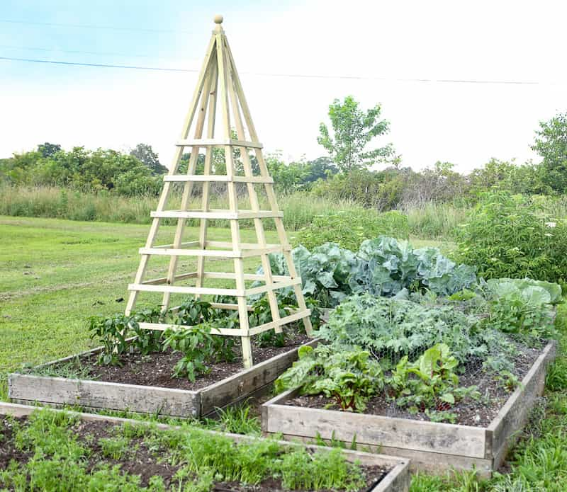 Garden Obelisk Wooden  Step by Step Plans - The Everyday Farmhouse