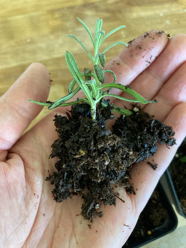 lavender root ball after propagating