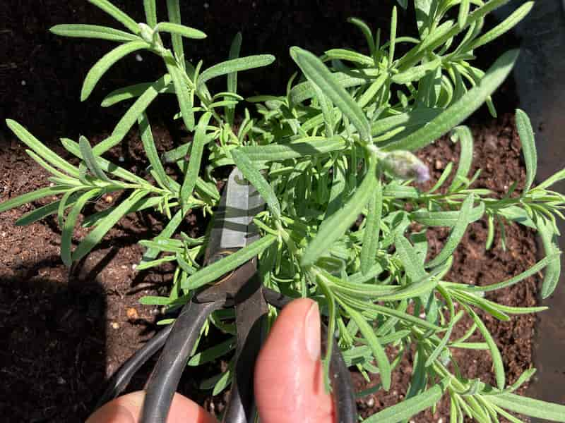 taking a lavender cutting