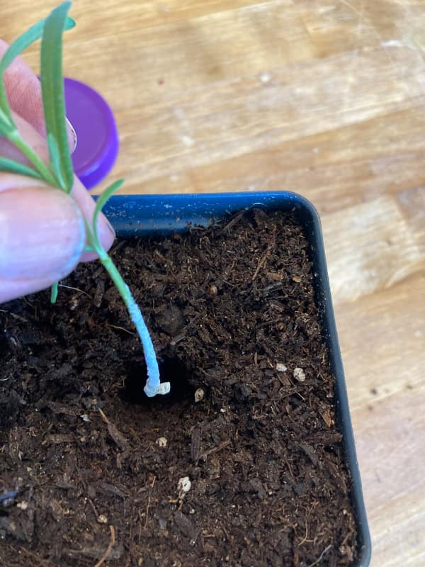 potting lavender for propagation