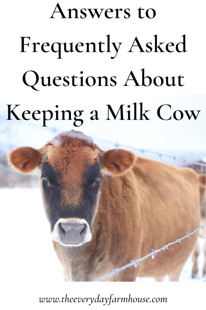 Keeping a milk cow faqs.  This post will help to answer some of the most common questions new or aspiring milkmaids ask!