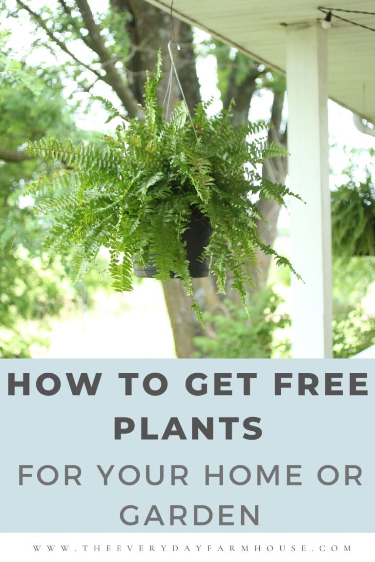 9 Ways to Get Free Plants for Your Home or Garden The Everyday Farmhouse