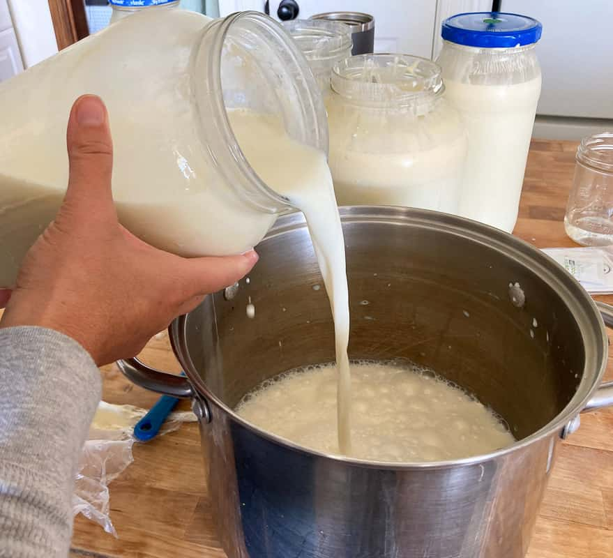 pouring raw milk to make cheese