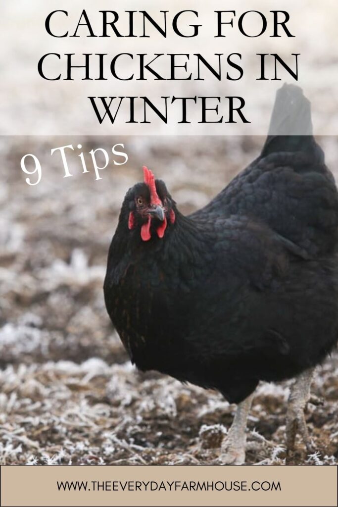 chicken care in winter