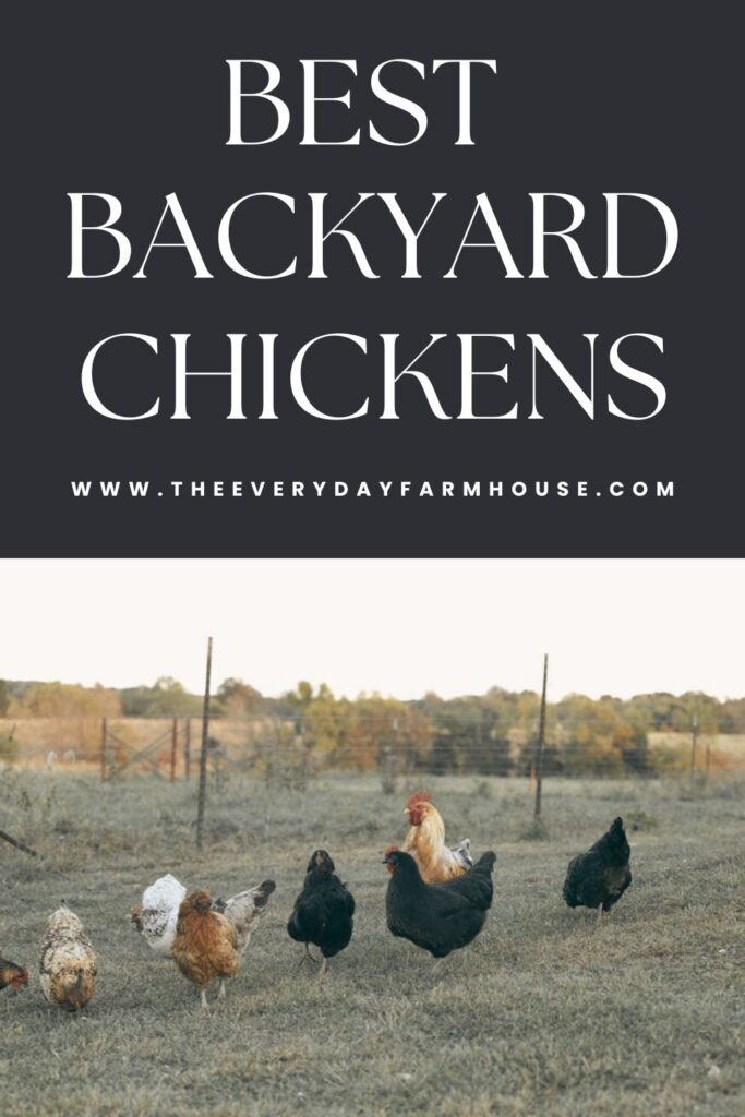 best backyard chickens