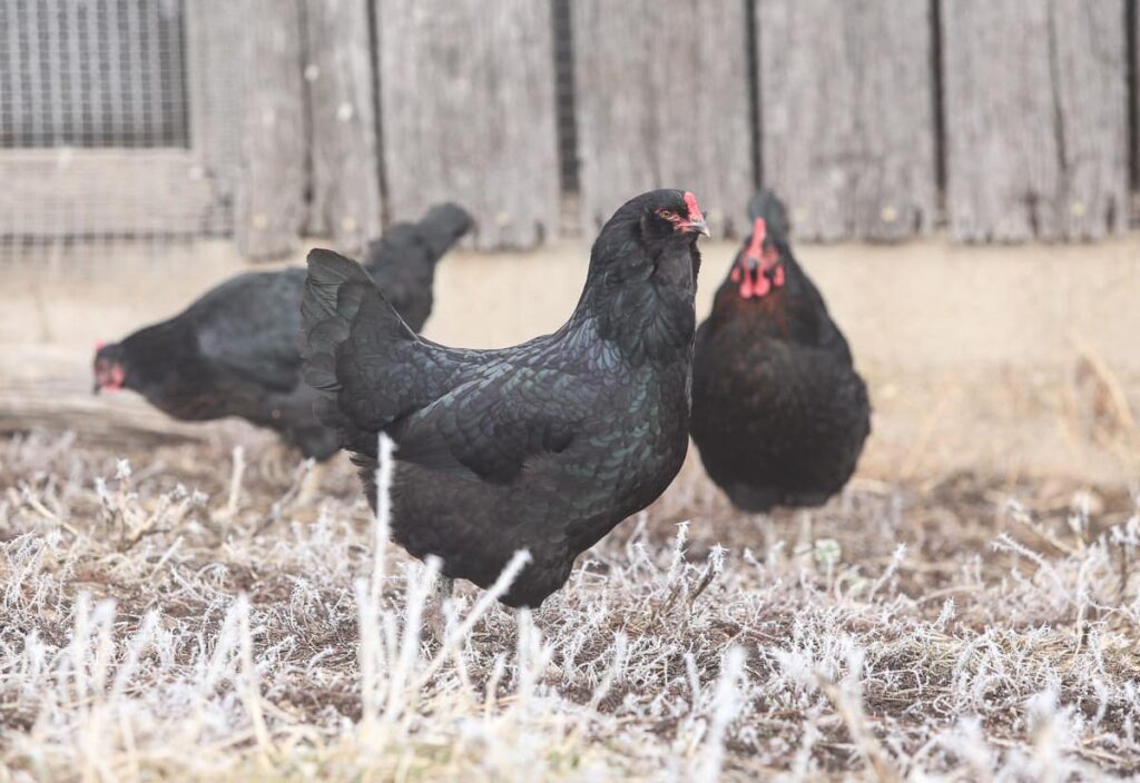 black ameraucana chicken
