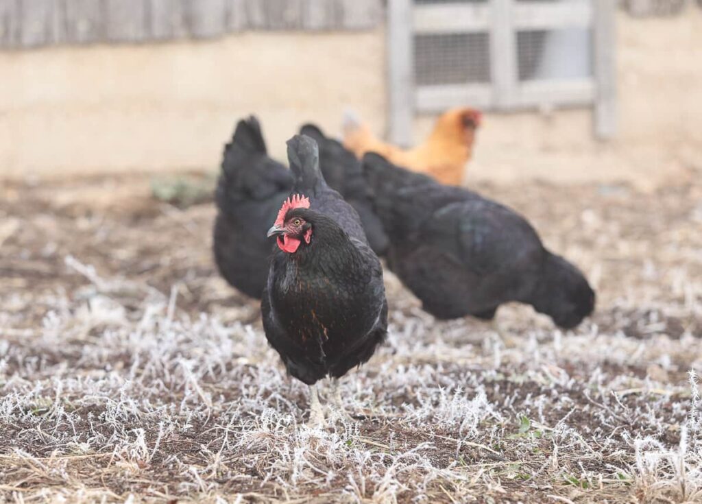 How to Care for Chickens in Cold Weather - PetHelpful