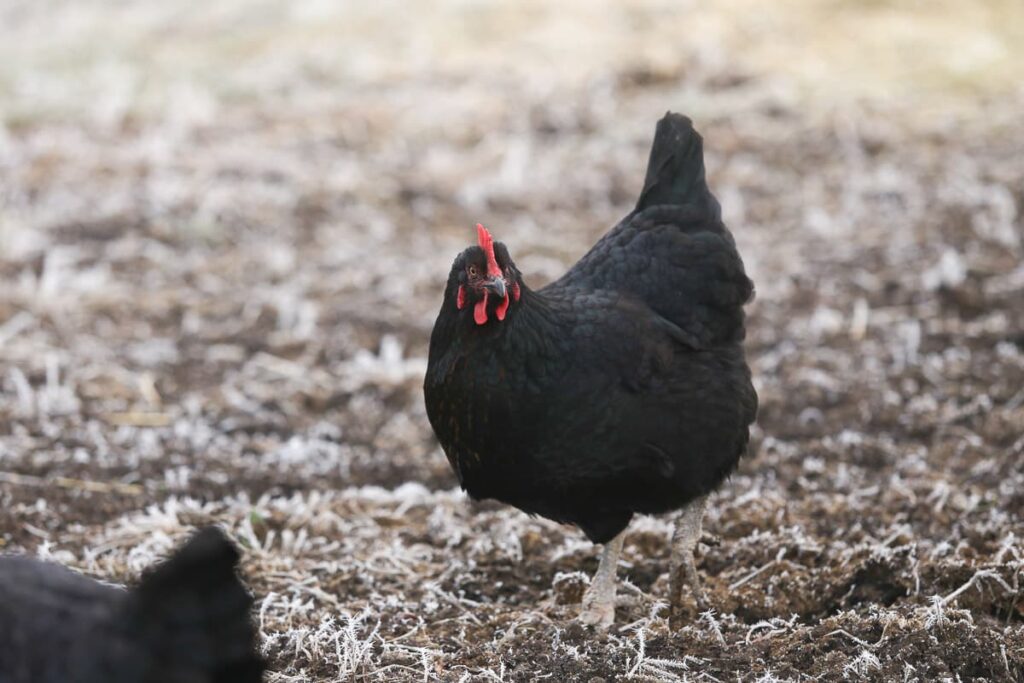 black austrlorp chicken