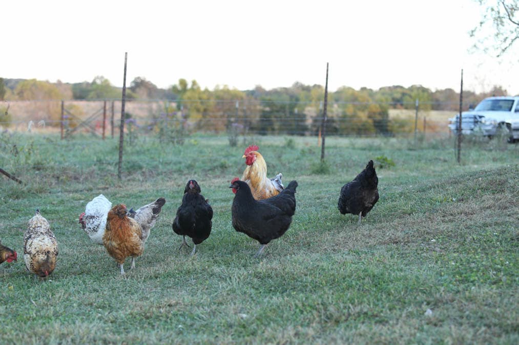 Best Chickens for the Backyard | Choosing the Right Chicken Breed