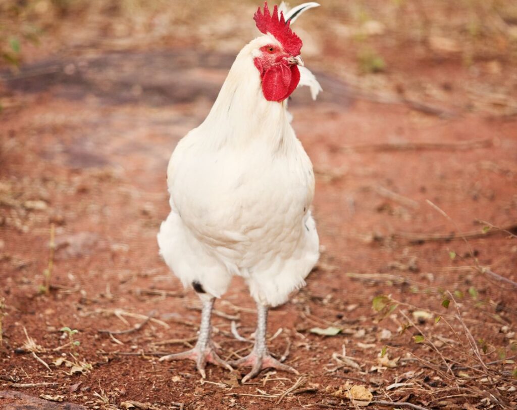 white leghorn chicken