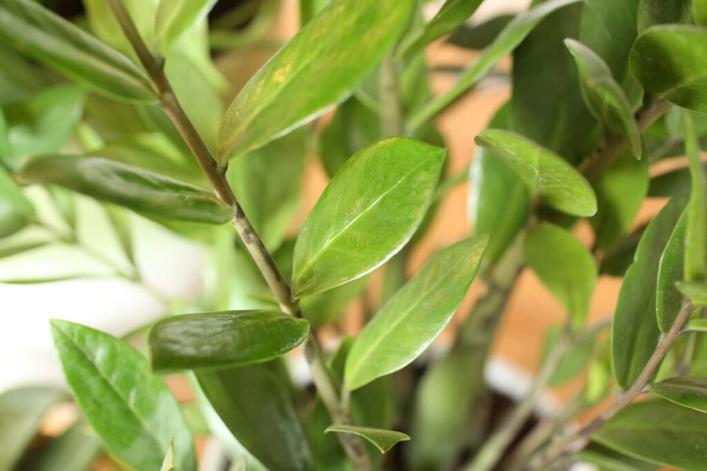 clean shiny plant leaves