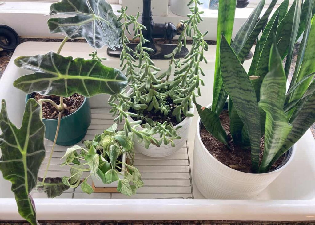 plants in a sink on a rack for cleaning