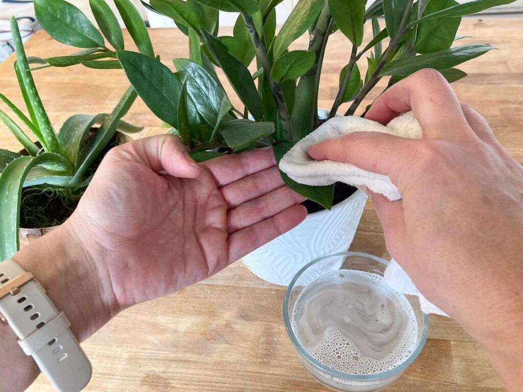 wiping leaves with soapy water