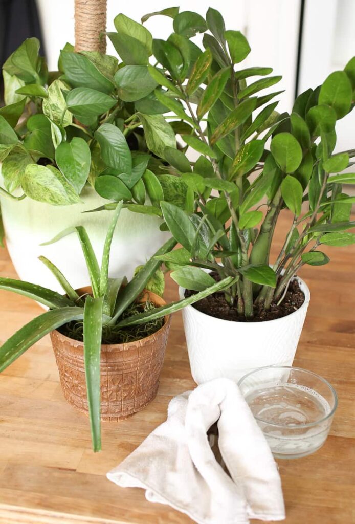 Keeping your houseplants healthy and thriving requires more than just watering and sunlight. Regularly cleaning your plant leaves is a crucial aspect of plant care that often gets overlooked. Dust, pollutants, and pests can accumulate on the surface of leaves, hindering the plant's ability to photosynthesize effectively.