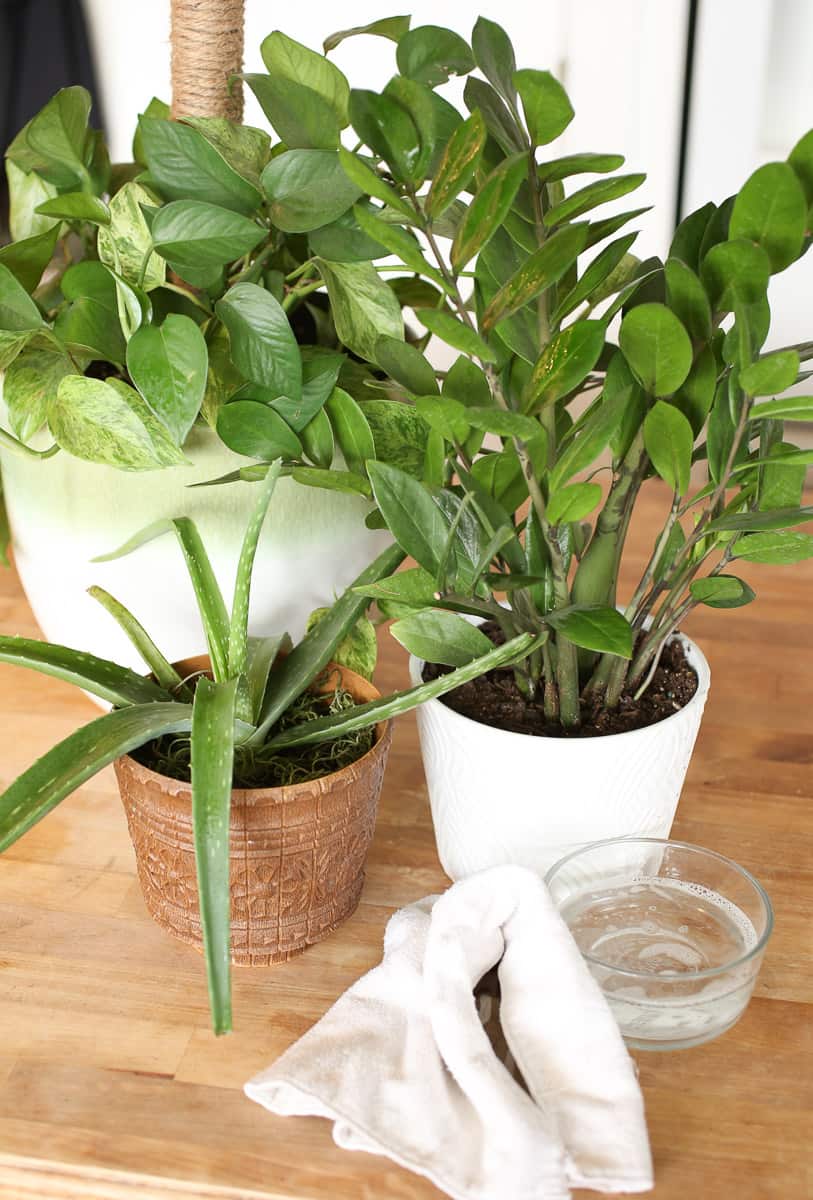 cleaning-plant-leaves-a-guide-for-caring-for-houseplants-the